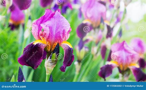 Irises With Pink And Purple Petals On Flowerbed Closeup Stock Photo