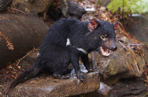 It is a most unusual mammal, found only on the island state of tasmania, a part of australia. Buy Tasmanian Devil Image Online - Print & Canvas Photos ...