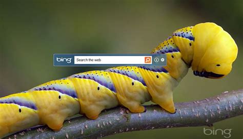 48 Bing Desktop Wallpaper Change Daily Wallpapersafari