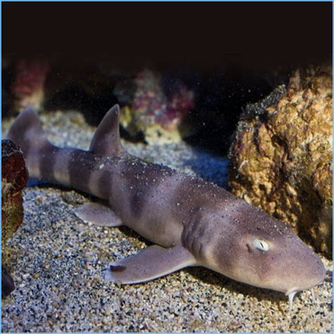 Brown Banded Shark Or Cat Shark Petes Aquariums And Fish