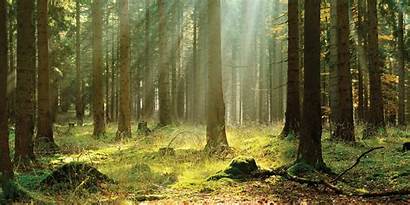 Forest Habitat Wildlife Management Call Creating Want