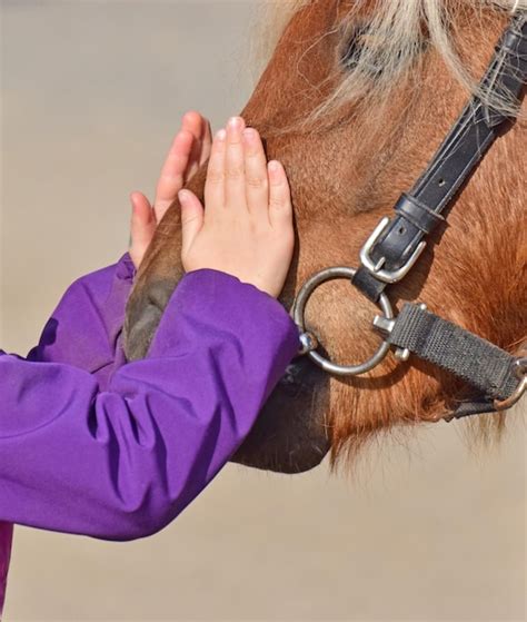 Premium Photo Close Up Of Girl Hands Petting Pony