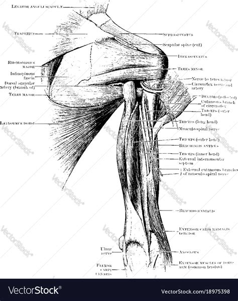 Back Muscles Chart By Badfish81 On Deviantart Female