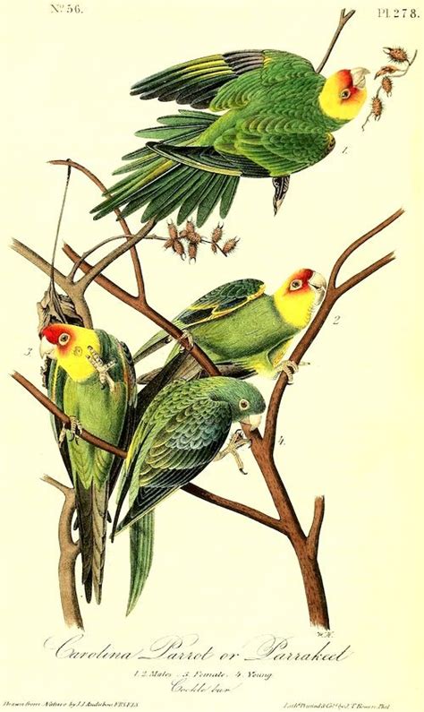 Carolina Parakeet Vintage Illustration Nature Illustration Botanical Illustration Flora