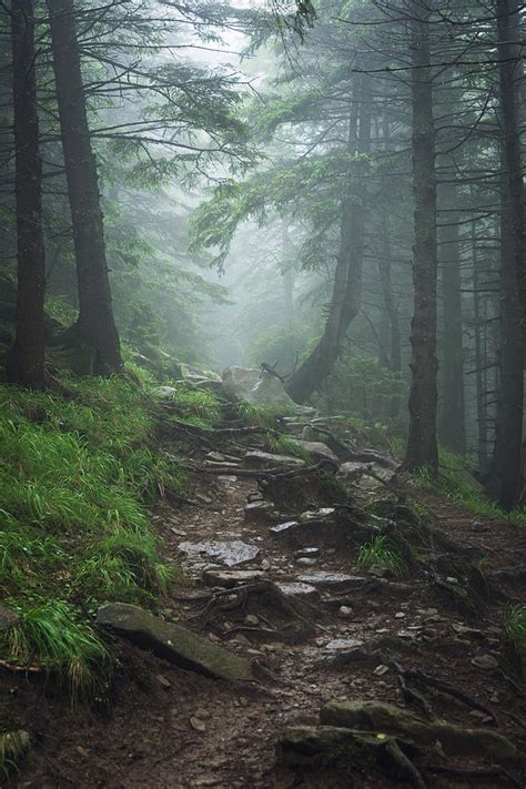 Path In Foggy Forest Photograph By Anton Violin Fine Art America