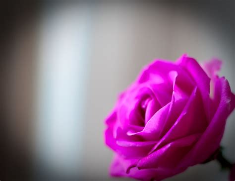 Flower Flower Rose Rosette Pink Petals Tender Close Up