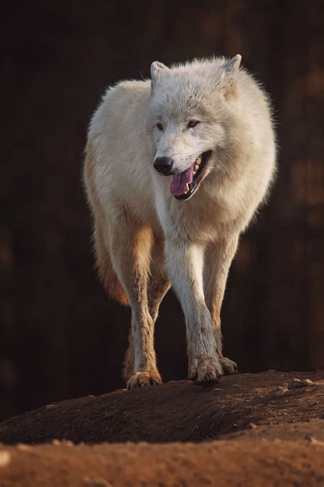 Arctic Wolf Arctic Wolf Wolf Poses Wolf Photography