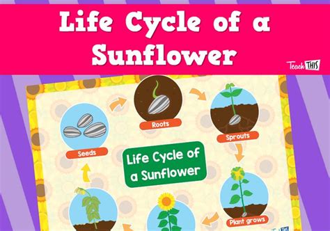 Poster Life Cycle Of A Sunflower 2 Life Cycles Sunflower Life