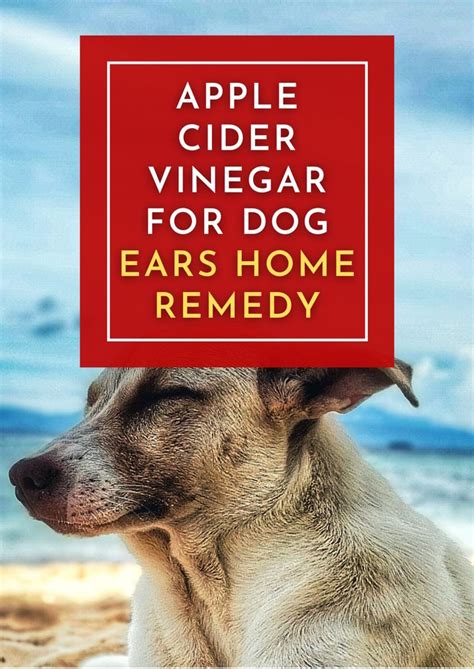 Apply Apple Cider Vinegar To Your Dogs Ear The Second You Notice Any