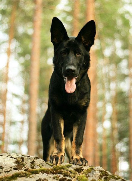 Handsome Dogs For You In These Trying Times German Shepherd Dogs