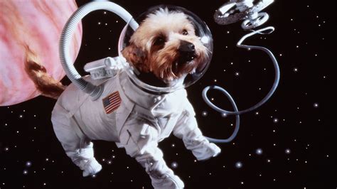 10 Animals Who Went To Space Youtube