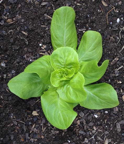 Lettuces Plant Care And Collection Of Varieties