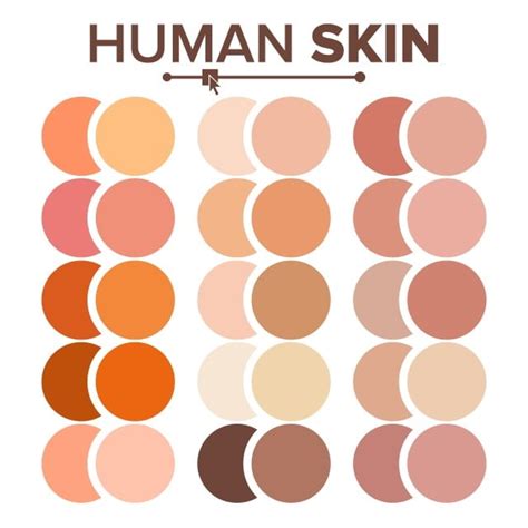 Skin Tone Color Vector Hd Images Skin Human Vector Various Body Tones