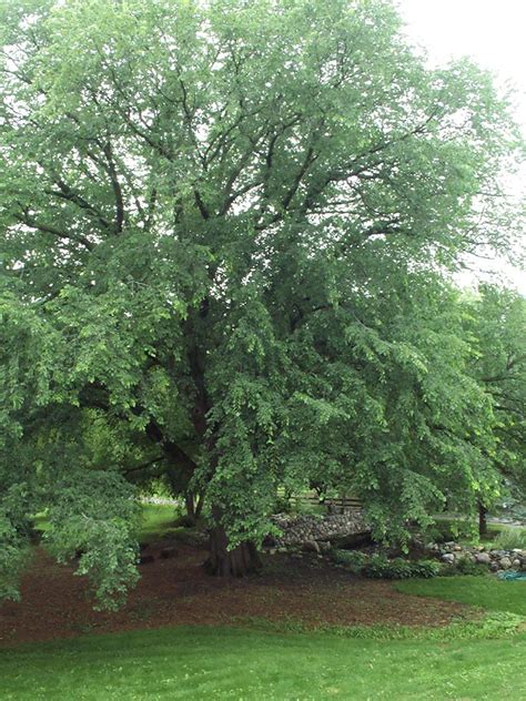 How To Grow And Care For Elm Trees Hgtv