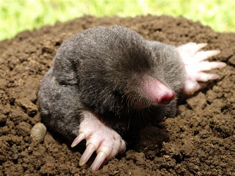 Mole Animal Facts Pictures Diet Character Behavior Information