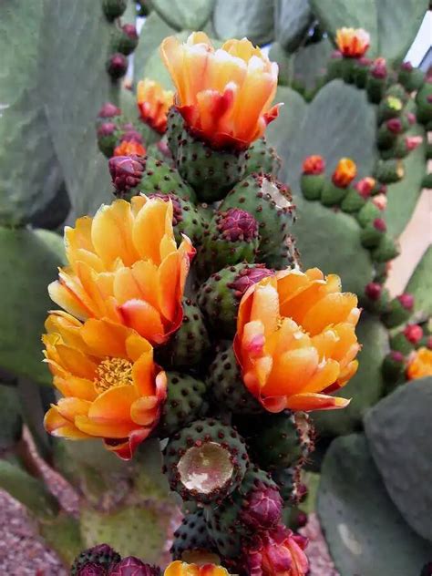 Check spelling or type a new query. Blooming Cactus Flowers - XciteFun.net