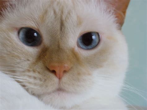 Flame point himalayans are captivating. My round face flame point female Siamese Ming. (6 years ...