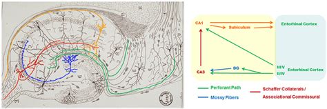 Hippocampal Circuitry In The Mouse Brain Modified Original Drawing Of