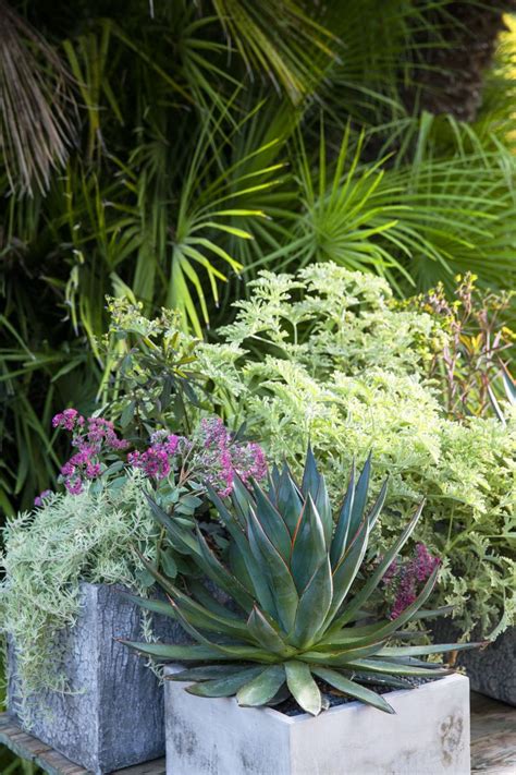 Drought Tolerant Plants For An Easy Care Garden Year Round Sunset