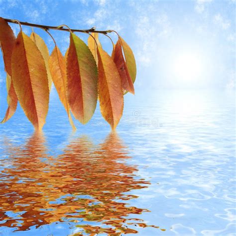 Autumn Leaves Reflection In Water Stock Illustration Illustration Of