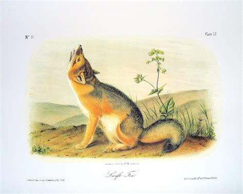 A Drawing Of A Fox Sitting On The Ground With Its Mouth Open And Tongue Out