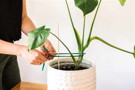 How To Stake Up Indoor Plants For Support