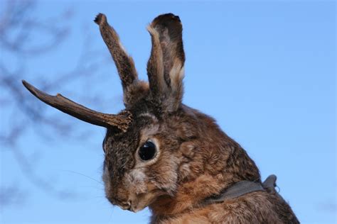 What Is A Jackalope The Habitat