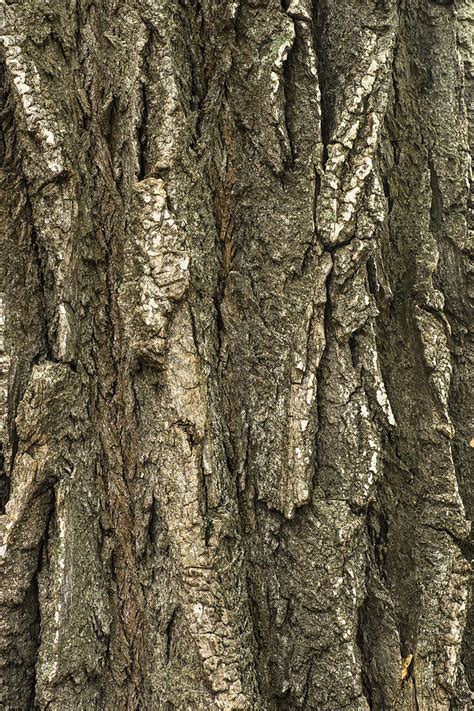 Cottonwood Tree Bark Close Up Photograph By Donald Erickson