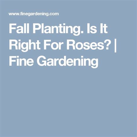 fall planting is it right for roses finegardening fall plants fine gardening plants