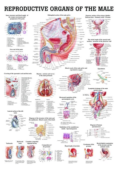 Zachary, wak, md, et al. Human Male Reproductive Organs Poster - Clinical Charts and Supplies