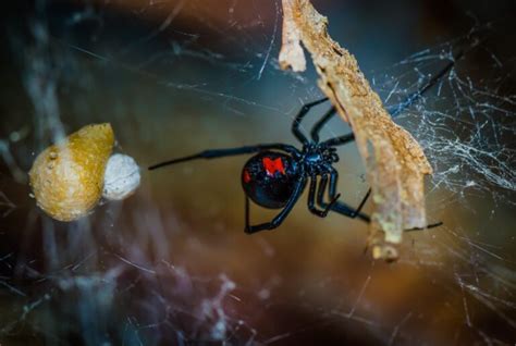 Florida Spiders Brown Recluse Spider Black Widow Spider Learn More