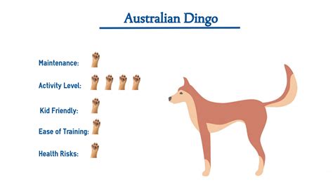 Domesticated Dingo