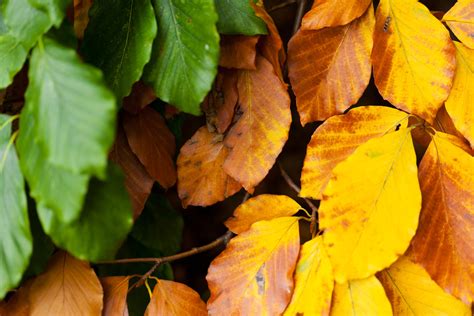 Detail Of Beech Leaves Free Stock Photo Public Domain Pictures