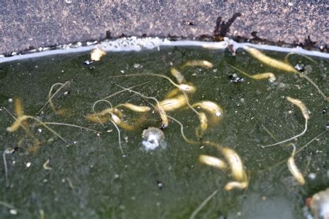 Enem 2012 Em Certos Locais Larvas