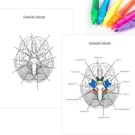 Human Anatomy Colouring Page Anatomy Of The Cranial Nerves Etsy Uk In 2022 Cranial Nerves