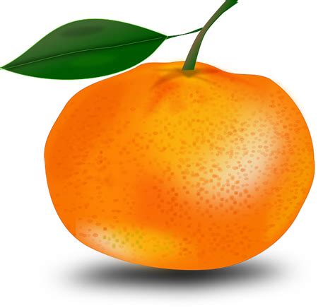 Image Vectorielle Gratuite Mandarine Orange Agrumes Fruits Image