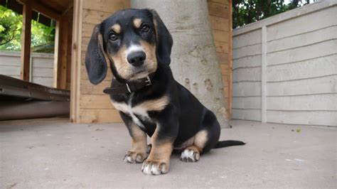 Feel free to browse hundreds of active classified puppy for sale listings, from dog breeders in pa and the surrounding areas. Bassador, Labrador Retriever and Basset Hound - SpockTheDog.com