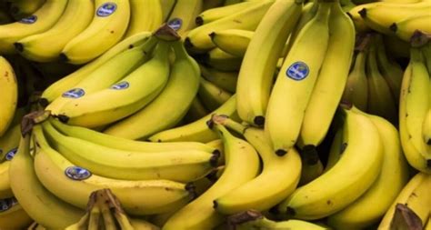 Nah, demikianlah lima jenis pisang yang populer di indonesia. 5 Jenis Pisang Paling Populer di Dunia, Rasa dan Bentuk ...