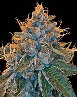 Images of High Quality Marijuana Seeds For Sale