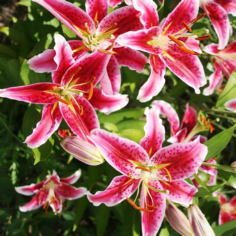 Planting Oriental And Asiatic Lilies Bulb Blog Gardening Tips And
