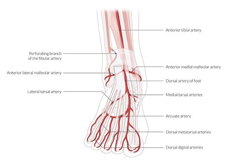 Arteries Of The Foot Diagram Quizlet