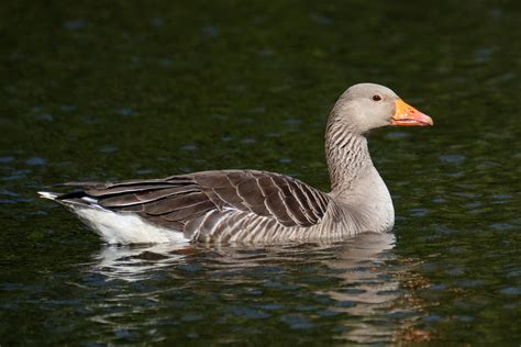 Goose Greylag Flickr