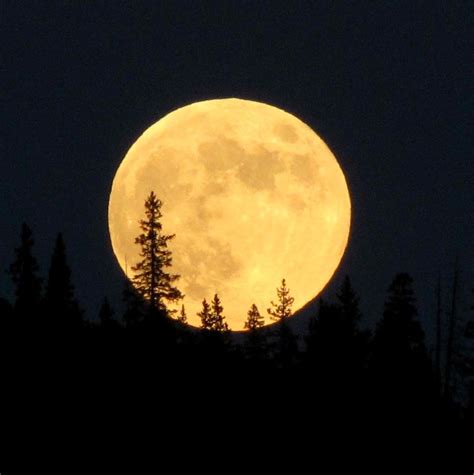 Full Moon Over Pine Forest N Of Topaz Mountain Pike Nf Flickr