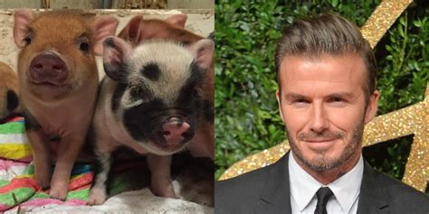 Celebrity Pet Pigs Where Are They Now Mini Pig Info