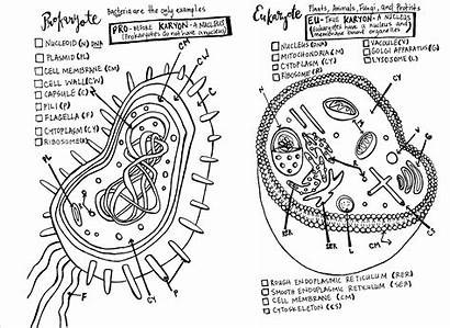Coloring Sheet Prokaryote Cells Eukaryote Versus Biology