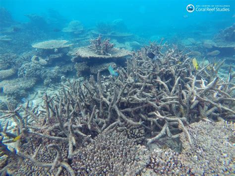 The Great Barrier Reef Is Dying The Washington Post