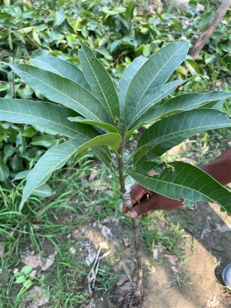 Ivory Red Mango Plant Grafted — Plantskingdom
