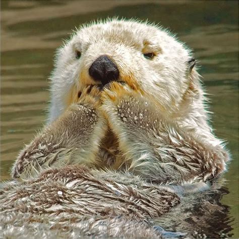 Funny Otter Picture Funny Animal