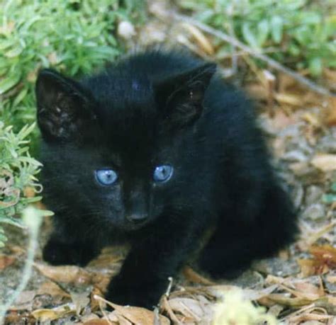 Black Kitten With Blue Eyes Do Not Get Close To Them Walkwithcat