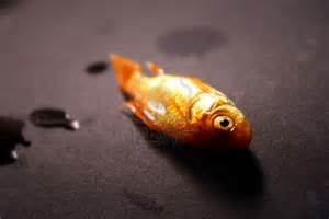 Matt Of All Trades: That Goldfish Ain't Narcing to No Copper!